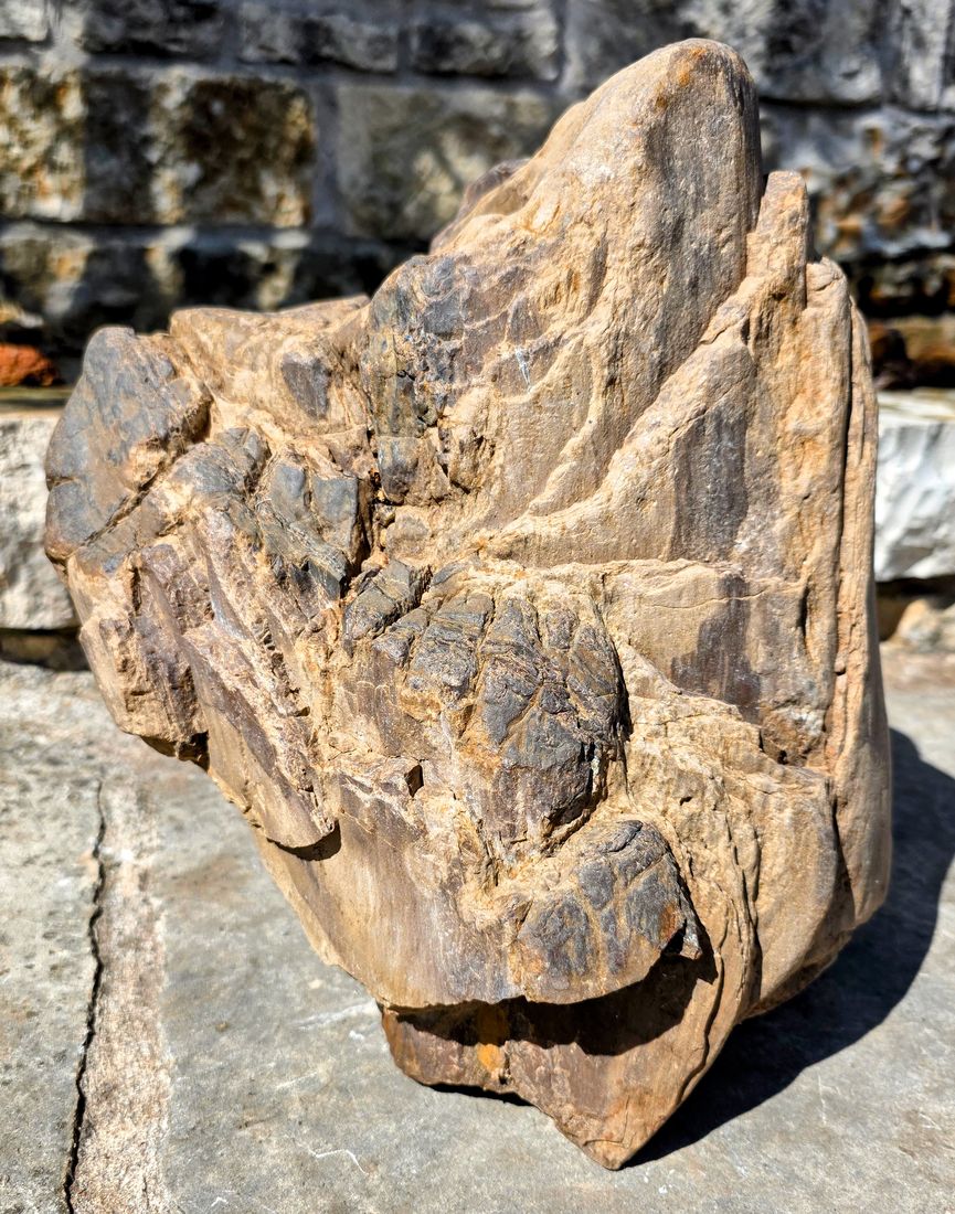 A weathered face of petrified wood showing growth-ring banding.